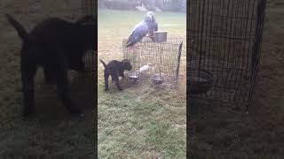 Puppy and parrot playing together trendingvideo birds parrot birdsounds [upl. by Inalawi]