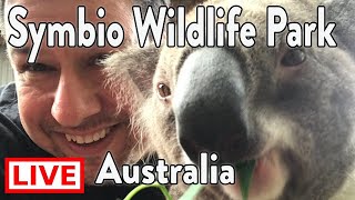 🔴 Live  Koala Experience At The Symbio Wildlife Park  Australia [upl. by Jenn]