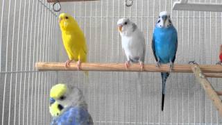 セキセイインコ♪朝のさえずり♪ピヨピヨ Budgies chirping [upl. by Amorita64]