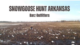 Snowgoose Hunt Arkansas 2024 Barz Outfitters [upl. by Nylarac361]