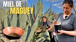 ASÍ SE EXTRAE EL AGUAMIEL Y MIEL DE MAGUEY [upl. by Pallaton567]