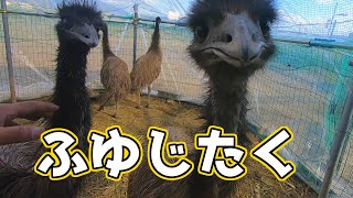 冬支度を始めました。【エミューの飼い方】 [upl. by Wilow]