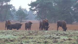 Kudde wisenten op de Veluwe [upl. by Teague]