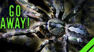 Fringed Ornamental Tarantula Poecilotheria ornata Care [upl. by Anik]