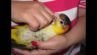 Night time Sillyness with White Bellied Caiques Nando and Skittles [upl. by Chrisman]