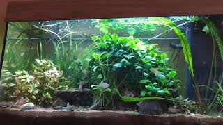 Juwel Aquarium Rio 125 Update 23042021 [upl. by Alleunam]