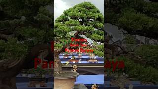 Extra Large  Bonsai Cemara Sinensis  Best Ten [upl. by Busey]