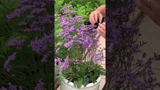 Limonium Dazzle Rocks presented by Gavin from Suttons nurseries [upl. by Gerson558]