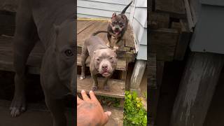 ELEVATE THOSE DOG BOWL TO PREVENT THIS puppies americanbully puppy doglover viral [upl. by Lacefield]