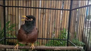 صوت مينة شائعة song call common myna  mynah bird [upl. by Monty]