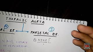 Thoracic Aorta Parietal and Visceral Branches  TCML [upl. by Seabrook48]