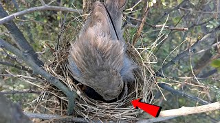 Jungli babbler bird watching the babies onlybirds107 [upl. by Tharp]