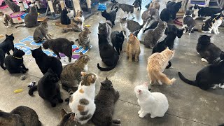 Furball Farm Cat Sanctuary is live [upl. by Atik]