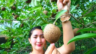 Yummy Sapodilla Fruit Ripen  Sapodilla Fruit  Cooking With Sros [upl. by Risteau498]