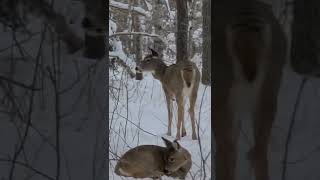 2022 Saskatchewan Whitetail Kill Shot with Spiritwood Outfitters [upl. by Areid196]