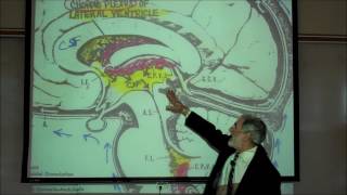 THE MENINGES CEREBROSPINAL FLUID amp EPIDURAL BLOCKS by Professor Fink [upl. by Carita842]