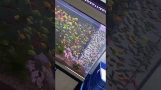 Exploring the Depths of a 600L Fish Tank explore fishtank fishvideo [upl. by Robina]