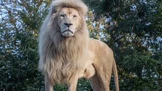 LE CTRI OFFRE UN PARC ANIMALIER AUX GABONAIS [upl. by Nylesor813]