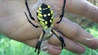 Feeding a Huge Spider The Yellow and Black Garden Spider Spidey Fridey Pt 1 [upl. by Annaiek]