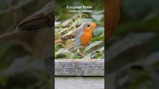 Friendly European Robin gets a meal shorts [upl. by Thatch]