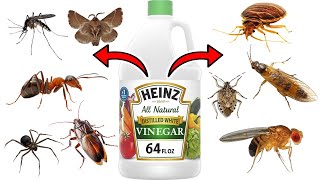 How To Use WHITE VINEGAR To Keep PESTS Away  FRUIT FLIES GNATS ANTS SPIDERS MOSQUITOES BEDBUGS [upl. by Nylzor]