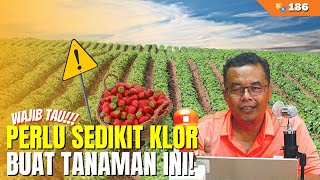 HATIHATI❗ BEBERAPA JENIS TANAMAN INI SENSITIF TERHADAP KLOR  QampA 186 [upl. by Middleton]