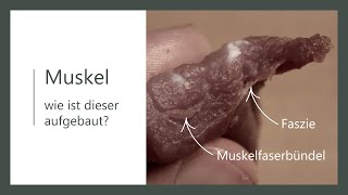 Muskel Aufbau  Wie ist der Muskel aufgebaut  Anatomie [upl. by Petras533]