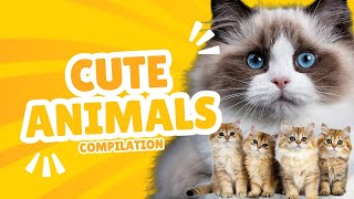 AWW Animals SOO Cute Cute Babies Animals Videos Compilation Cute Moment of the animals 7 YouTube [upl. by Gnuhn628]