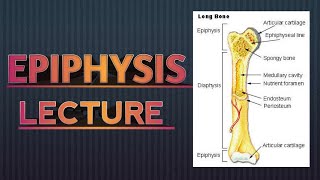 EPIPHYSIS  ANATOMY  IN HINDI [upl. by Sissel]