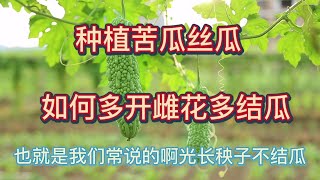 種植絲瓜苦瓜，如何讓它多開雌花多結瓜，掌握這幾個方法結瓜不斷 [upl. by Aisha]