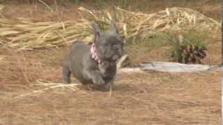 Lady Blue brindle French Bulldog [upl. by Thessa]