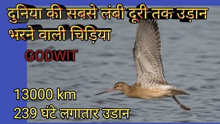 Godwit bird दुनिया की सबसे लंबी दूरी बिना रुके तय करने वाली चिड़िया [upl. by Waring661]