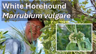 WHITE HOREHOUND HERB in Coto de Caza Marrubium vulgare [upl. by Eelsnia294]