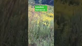 Pond London Ontario🇨🇦canada growth greenery nature flowers walkingtour [upl. by Ahsikad]