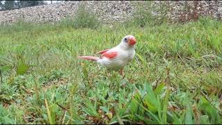 RARE quotAlbinoquot WHITE Cardinal  Leucistic Cardinal birding birds [upl. by Marybella60]