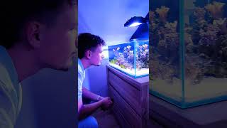 Dannys Aquariums nano reef room tour [upl. by Sina]