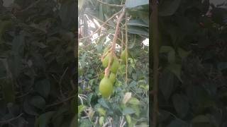 Use of stearic acid to get more fruit from mango plant shorts [upl. by Barta96]