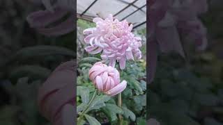 Guldawrai flower plant ☘️🌸 flowerplant garden gardenflowerplants viralvideo please support me 🙏🥰 [upl. by Magdau442]