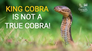 Deadly venomous King cobra is not a true cobra [upl. by Elbas]