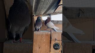 La danza del Buchón Valenciano 😍🕊️ Espectáculo digno de ver  colombicultura [upl. by Georgette]