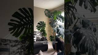 Adjusting and supporting my large monstera deliciosa plantcare monsteraplant plant [upl. by Ymmak]