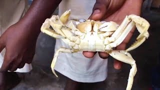 How To Catch And Cook CRABS At Night [upl. by Crandell]