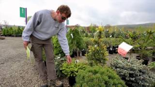 Conifers  The Street Smart Gardener [upl. by Alphard]