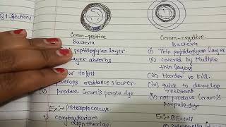 Gram positive vs gram negative bacteria [upl. by Tenaj]