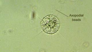 heliozoan reorganization axopodia formation [upl. by Nedla966]