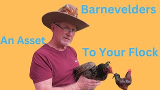 The Barnevelder ChickenAn Asset To Your Flock [upl. by Neeleuqcaj]