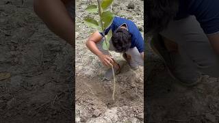 Nonstop tree plantation in India  2025  We planting 2 million Tree 🌳 in 2025  Our Mission [upl. by Assiralc]