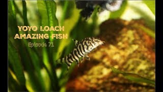 Yoyo Loach Amazing Fish [upl. by Lekzehcey483]