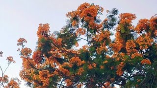 စိန်ပန်းဝါ Orange of Peacock Flowers FabaceaeCaesalpiniaceaevery beautiful orange flowers [upl. by Haman]