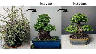 Making Thick Trunk Bonsai from Jade Plant  in 2 Years  Pruning  Repotting  Portulacaria Afra [upl. by Piselli]